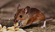 24 Hour & Emergency Exterminators in Blue Cross, PA